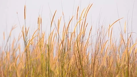 Natural Meadow Video stock 139213671