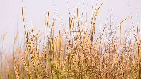 Natural Meadow Video stock 139213684