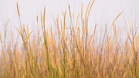 Natural Meadow Video stock 139213696