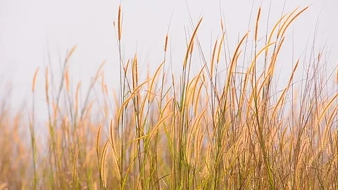 Natural Meadow Video stock 139213697