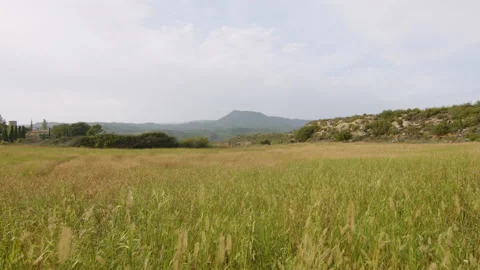 A natural meadow with grass and wheat with a mountain in the distance, in Spain Stock Footage 223903243