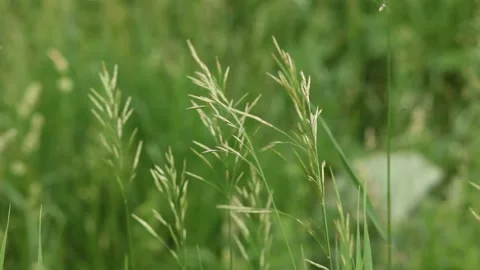 Natural meadow grass swayed by wind blow Stock Footage 133646266