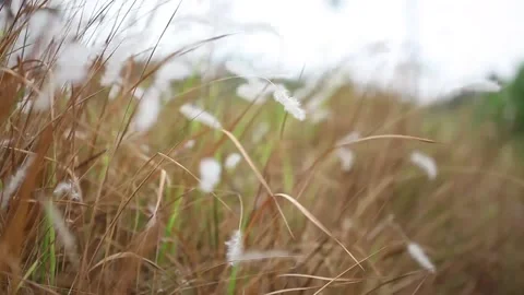 Natural meadow grass swayed by wind blow. The beautiful swaying grass Stock Footage 142588438