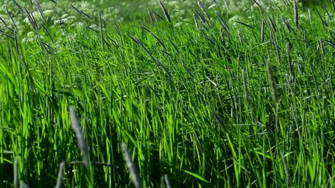 Natural meadow grass sways from the wind Stock Footage 132995339