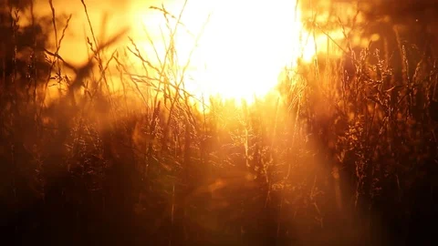 Natural Meadow at Sunset Stock Footage 74588593