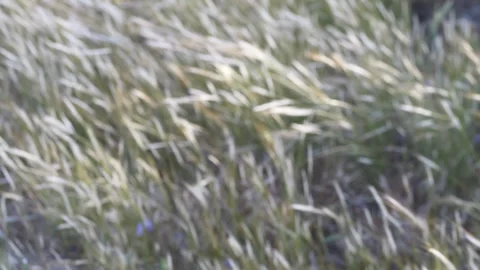 Natural meadow texture with soft botanical movement supports organic product Vídeos de archivo 335655785