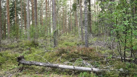 Natural mixed forest with fallen trees on the ground in Sweden Stock Footage 114986222