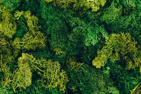 Natural moos in macro Stock Photos