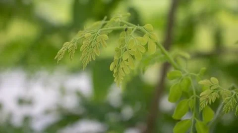 Natural Moringa leaves Tree Green Background. Fresh Green Moringa leaves. Foto stock
