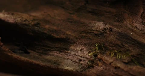 Natural Moss on Aged Wood Texture. Stock Footage 270522293