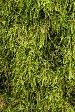 Natural moss in the forest Stock Photos