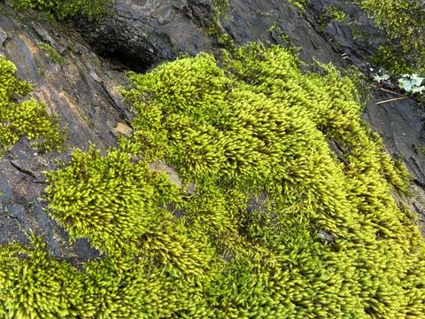 Natural Moss Pattern on Old Tree Bark Stock Photos