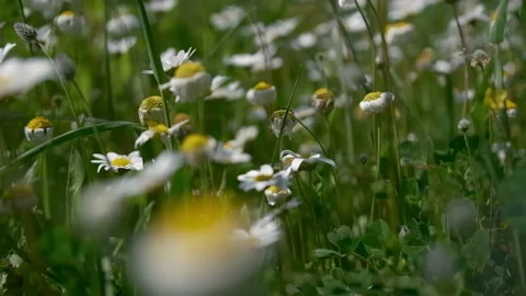 Natural motion Stock Footage 238520028