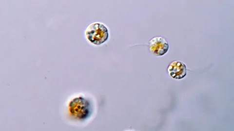 Natural Motion of Haptophyte Algae in Microscopic Environment 動画素材 317016171