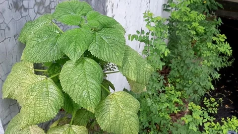 Natural Motion of Leaf Plant Stock-Footage 272221824