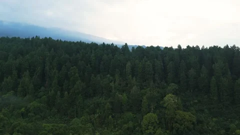 Natural mountain forest background and evergreen trees for adventure Video stock 334514115