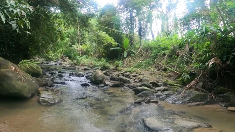 Natural mountain forest river with rock Stock Footage 273635830