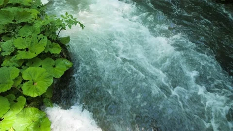 A natural mountain river with pure spring water next to tropical plants. Stock Footage 157613192