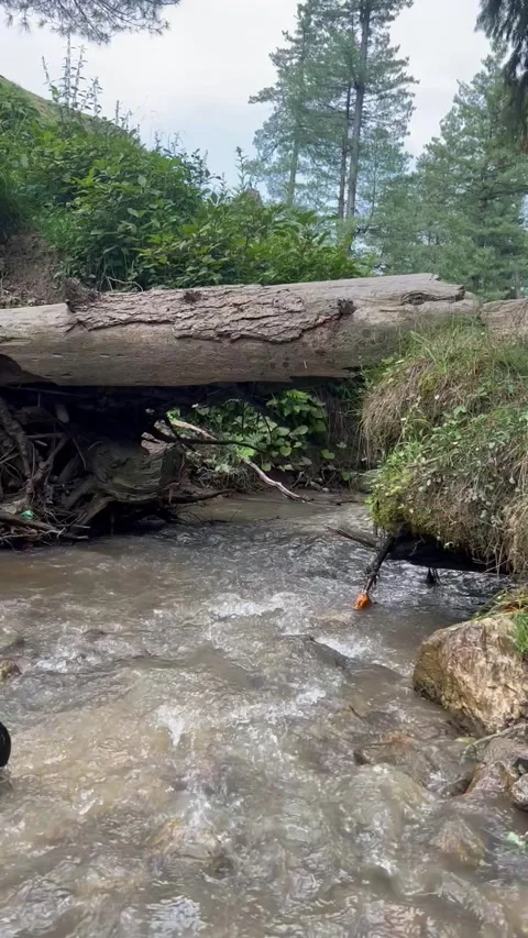 Natural Mountain Stream in Dense Forest Landscape Kashmir Stock Footage 341723282