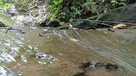 Natural Mountain Stream Flowing Over Rocks in Jungle Stock Footage 329757650