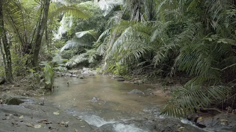 Natural mountain stream, flowing through a tropical rainforest. 1080p footage Stock Footage 74961261