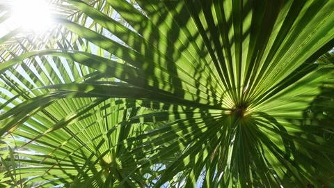 Natural moving background with deep green palm leaves Stock Footage 296488230