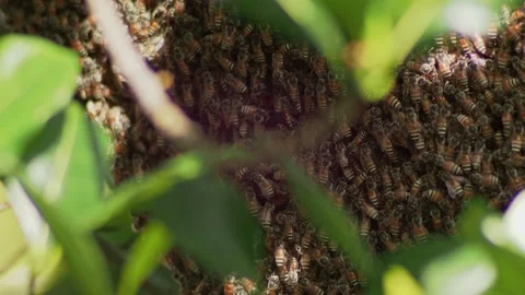 Natural Moving Insect Texture Background with Wild Bee Swarm Видео 333661672