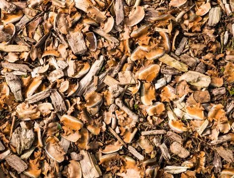 Natural mulch Stock Photos