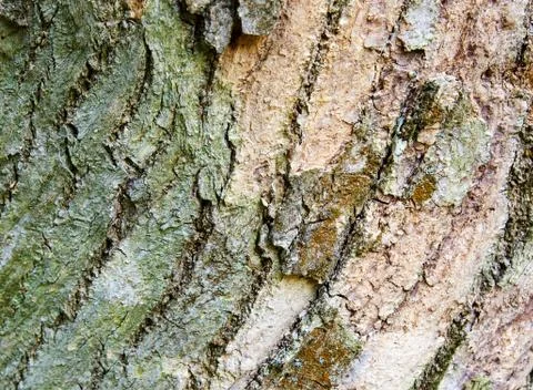 Natural multi-colored bark of an old sawn tree 스톡 사진