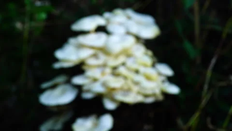 Natural mushroom on mango tree stump. Stock Footage 325926606