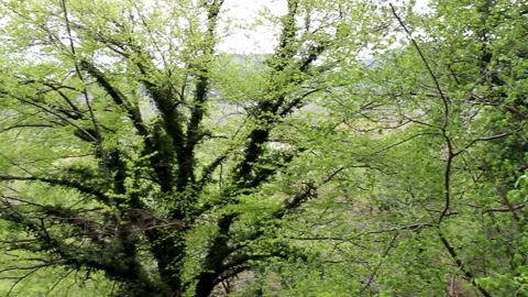Natural music Stock Footage 130648918