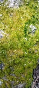 Natural native moss Stock Photos