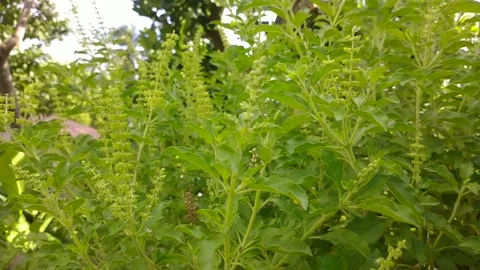 NATURAL NATURE Stock Footage 237861907