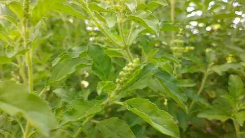 Natural nature Stock Footage 237861921