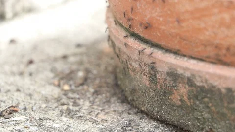 Natural nests that create nests in a pot. Stock Footage 93011673