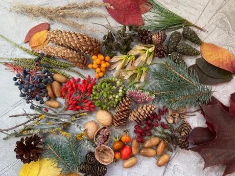 Natural objects of autumn, collected on a gray background. Stock Photos