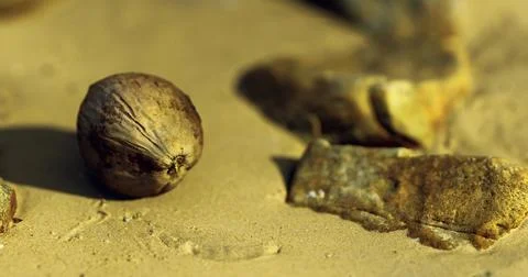 Natural objects resting on sandy surface with subtle textures and tones Illustrazione stock