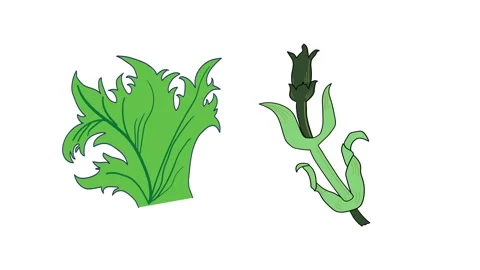 Natural objects in shape of flower and leaf  simple animation. Video stock 266889804