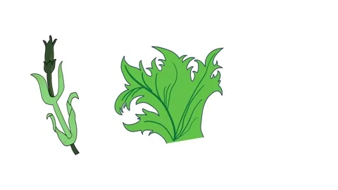 Natural objects in shape of flower and leaf  simple animation. Vidéo 266889805