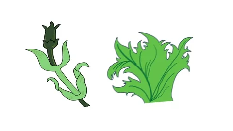 Natural objects in shape of flower and leaf  simple animation. Stock Footage 266889808