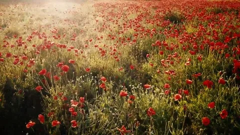Natural opium field Stock Footage 222465574