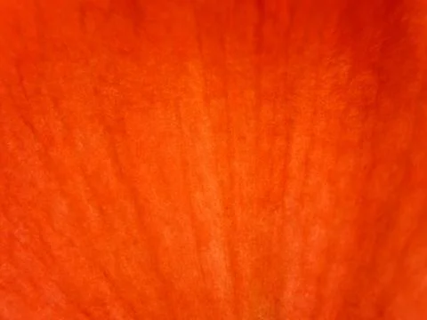 Natural Orange Rays Stock Photos