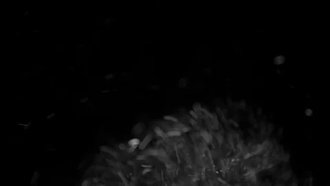 Natural Organic Dust Particles Float On Black Background. Dust In Motion. 库存影片 85899125