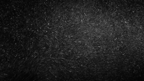 Natural Organic Dust Particles Float On Black Background. Dust In Motion. 库存影片 85899227