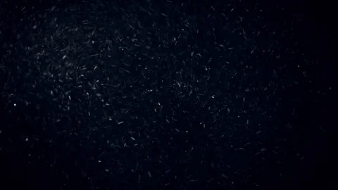 Natural Organic Dust Particles Float On Black Background. Dust In Motion. Vidéo 86559228