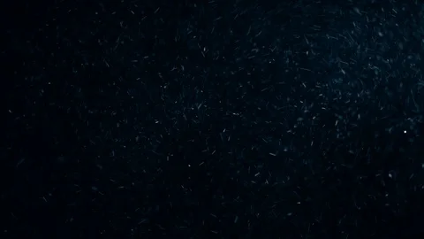 Natural Organic Dust Particles Float On Black Background. Dust In Motion. Vidéo 86782391