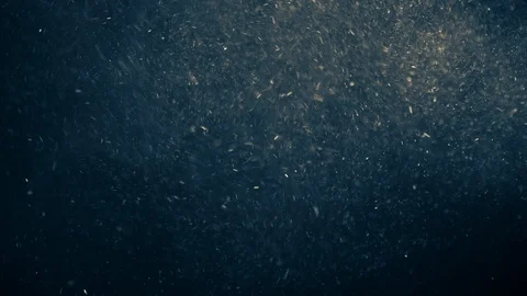 Natural Organic Dust Particles Float On Black Background. Dust In Motion. Stock Footage 123325964