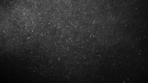 Natural Organic Dust Particles Float On Black Background. Dust In Motion. Vidéo 123325970