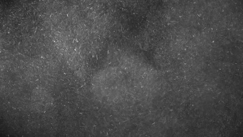 Natural Organic Dust Particles Float On Black Background. Dust In Motion. 库存影片 123326362
