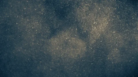 Natural Organic Dust Particles Float On Black Background. Dust In Motion. Stock Footage 123326393